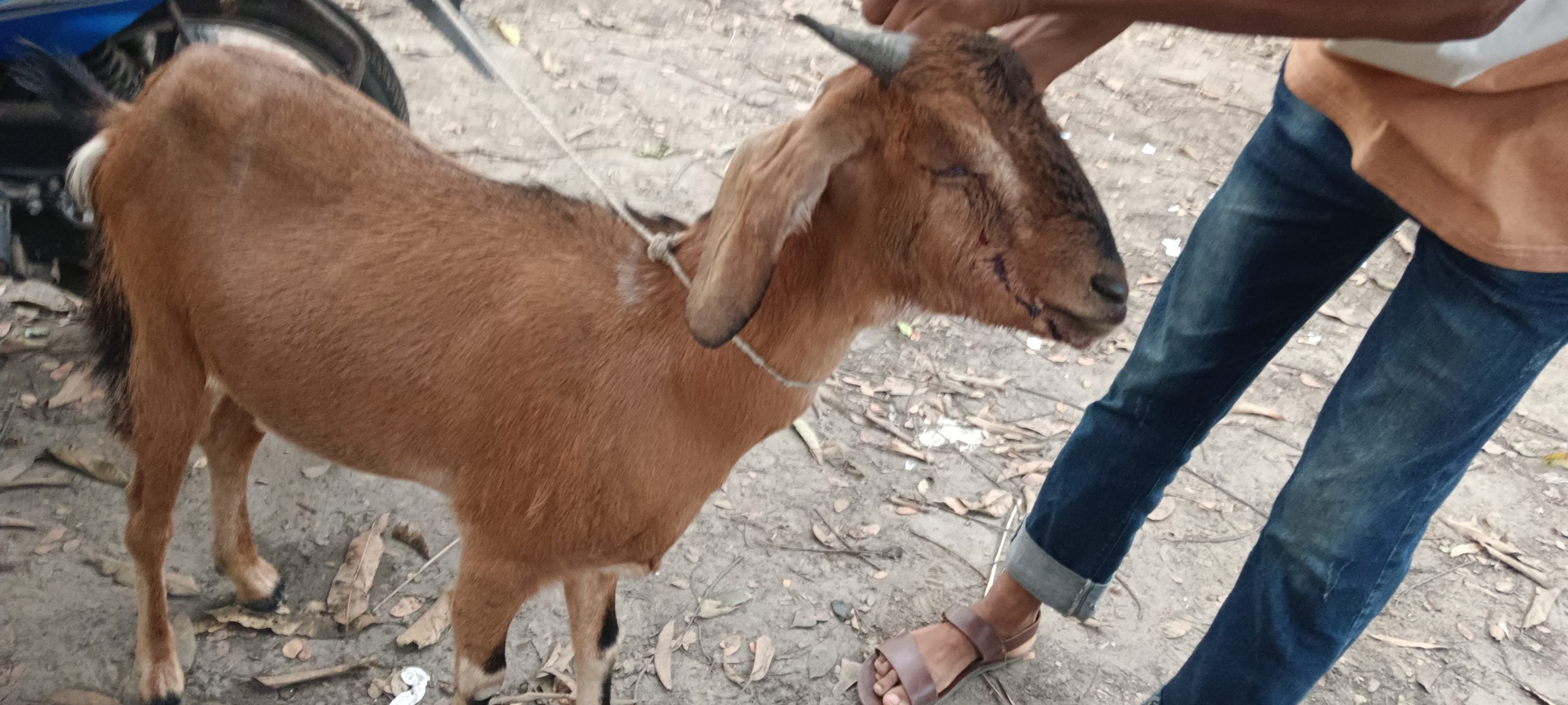 ছাগলের সাথে শত্রুতা!