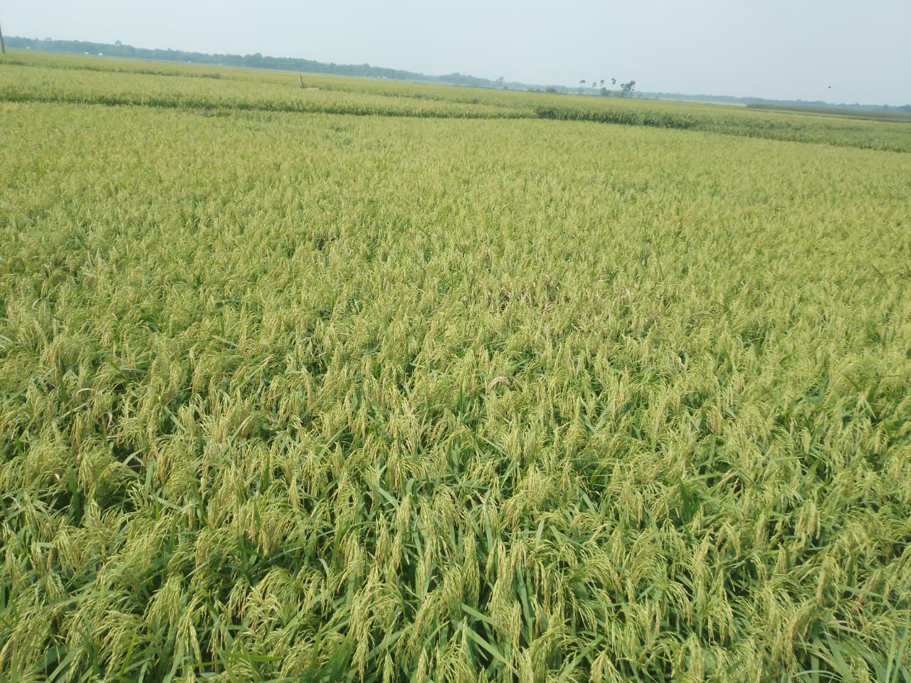 সবুজের বুকে সোনালী স্বপ্ন বুনছে চৌগাছা ধান চাষীরা
