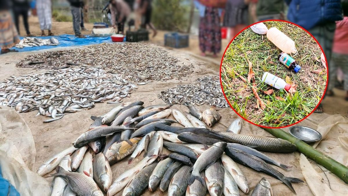 পুকুরে বিষ দিয়ে ৩৫ লাখ টাকার মাছ নিধন