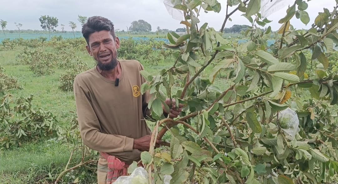 জীবননগরে পেয়ারা গাছের সাথে শত্রুতা!