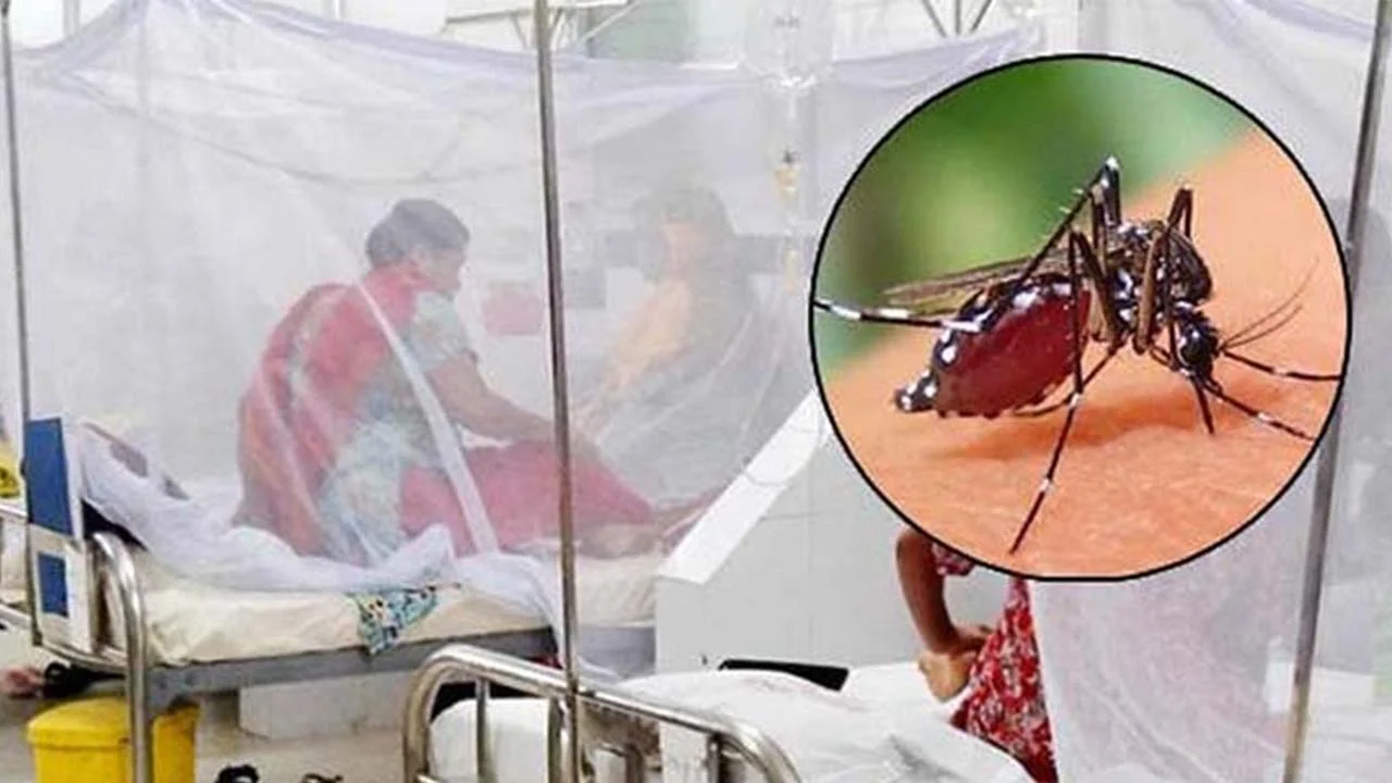 ডেঙ্গুতে আরও ৫ জনের মৃত্যু, হাসপাতালে ভর্তি ৬৩৬