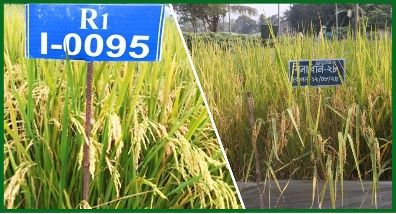 সুগন্ধি ও ব্লাস্ট প্রতিরোধী নতুন দুই আমন জাত উদ্ভাবন