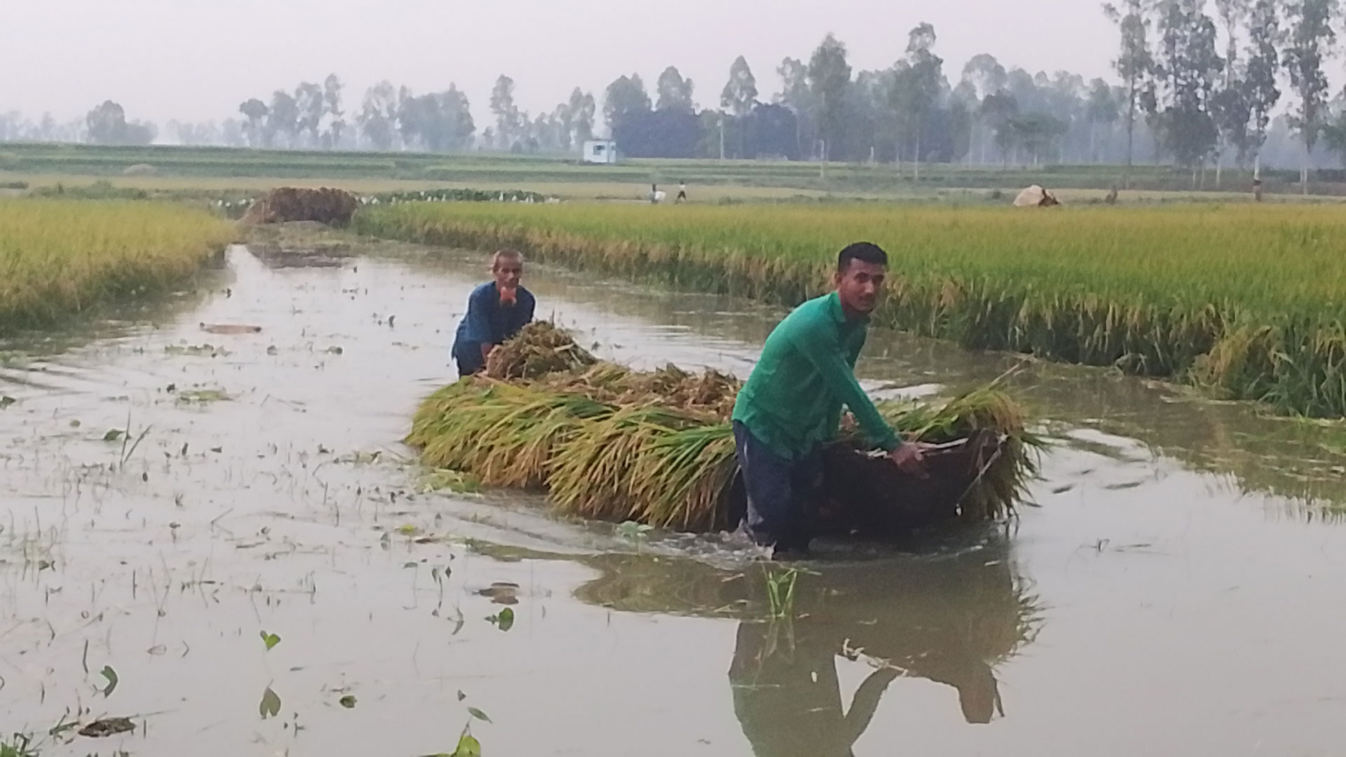 উজানের পানিতে পীরগঞ্জে ডুবছে বোরো ধান, স্লুইসগেট খোলার দাবি কৃষকদের
