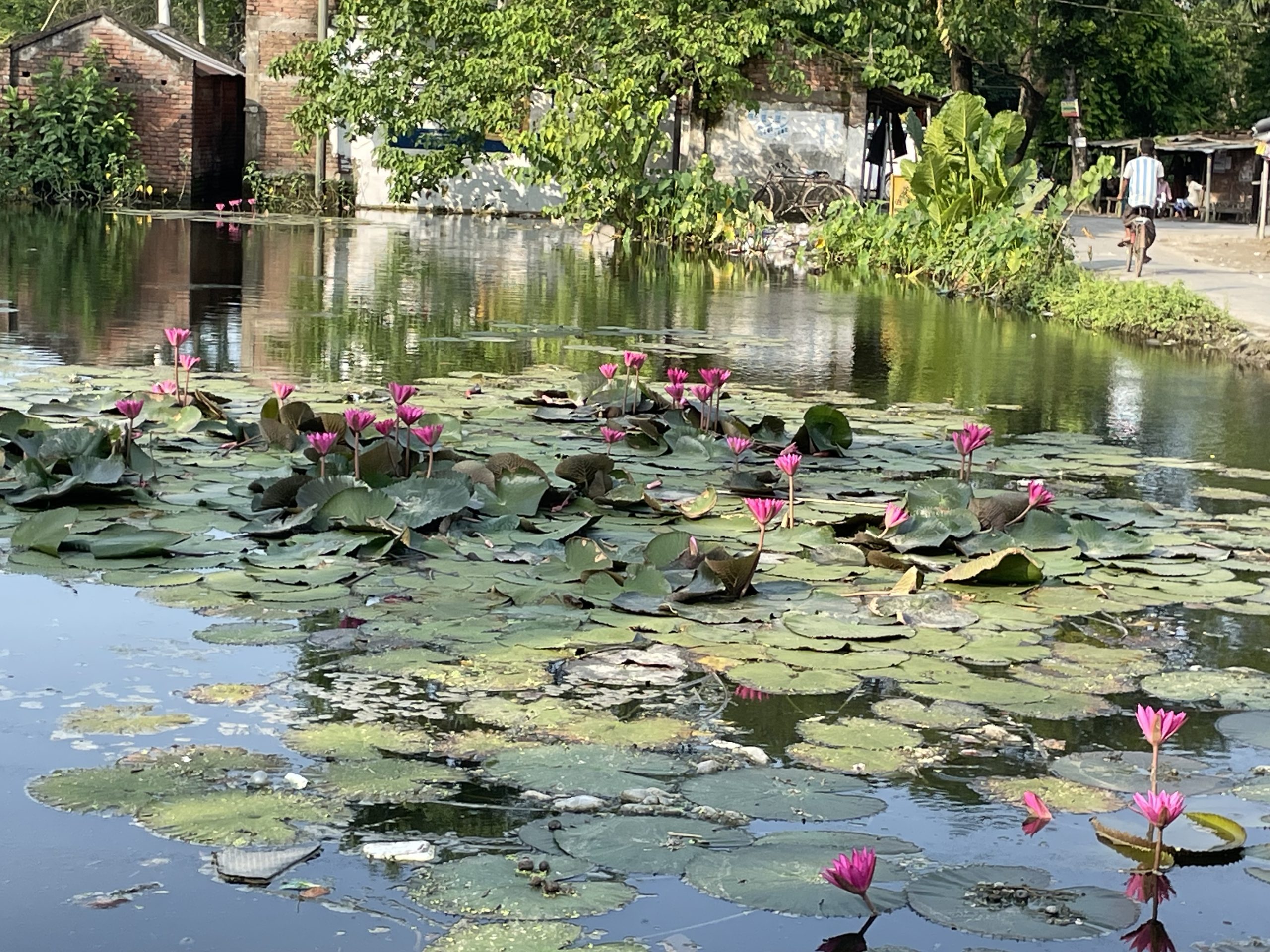 গ্রামবাংলা থেকে হারিয়ে যাচ্ছে লাল পদ্ম ফুল