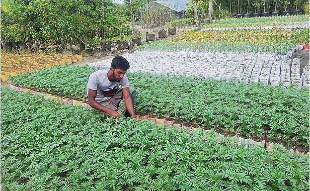 সন্ধ্যা নদীতীরের গ্রামে ফুলের চারা উৎপাদন বদলে দিচ্ছে অর্থনীতি