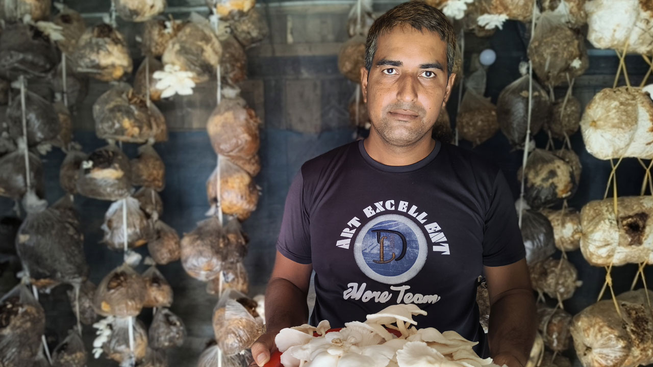 বারান্দায় মাশরুম চাষে স্বাবলম্বী সবুজ