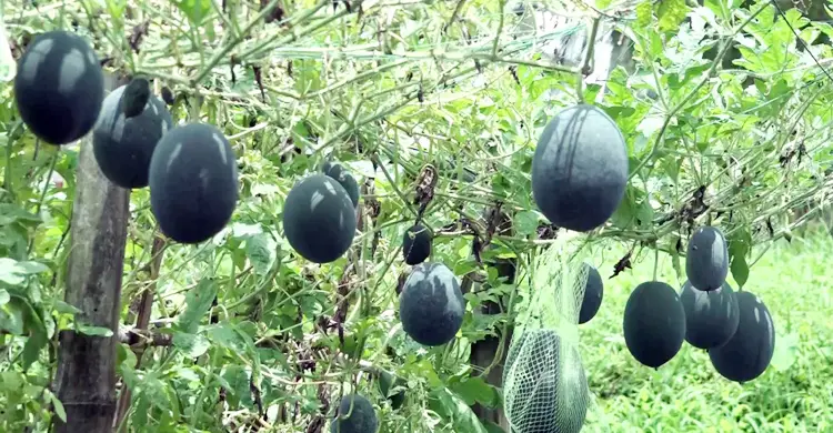 অসময়ের তরমুজ চাষে বেল্লালের বাজিমাত