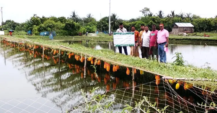 দেবহাটায় মাছের ঘেরে তরমুজ চাষ করে সফলতা