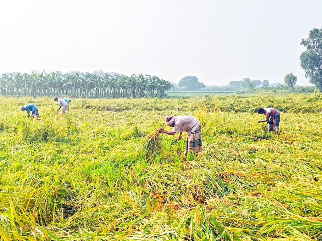 রাজশাহীতে অসময়ের বৃষ্টিতে ফসলের ক্ষতি