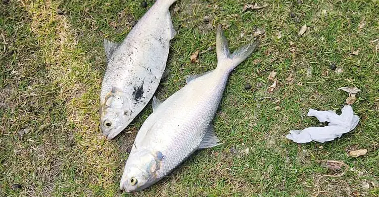 খুলনায় পুকুরে মিললো ইলিশ
