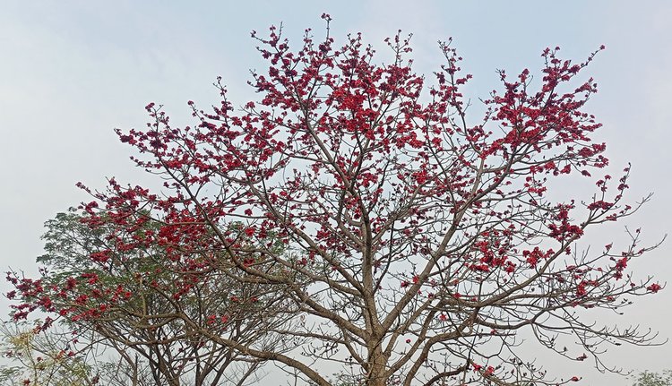 শিমুলে রাঙা পথ, পলাশে বসন্তের আমেজ গাংনীতে