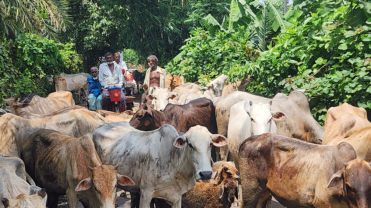 এক গরুতেই কোটিপতি