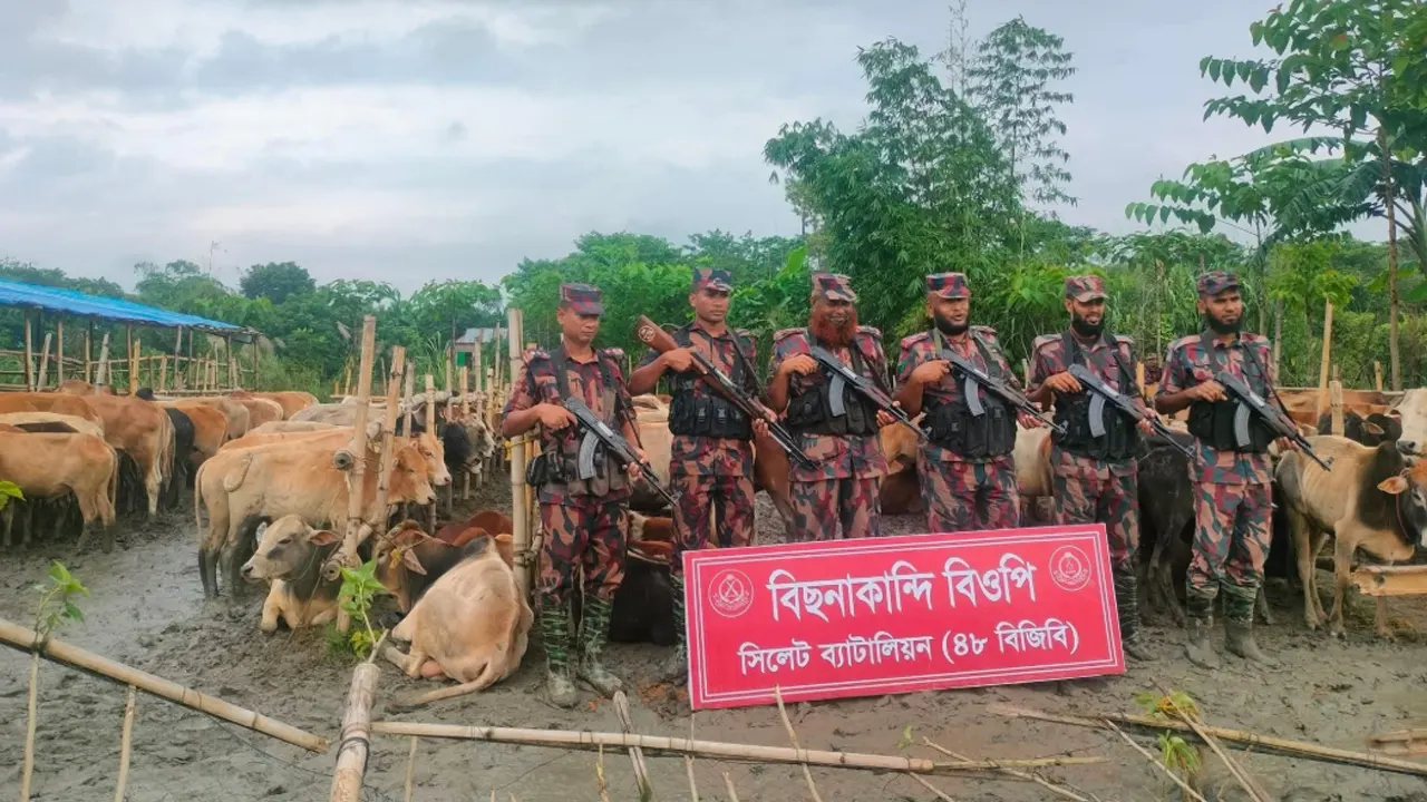 গোয়াইনঘাট সীমান্তে ৭৯ ভারতীয় গরু ও মহিষ আটক