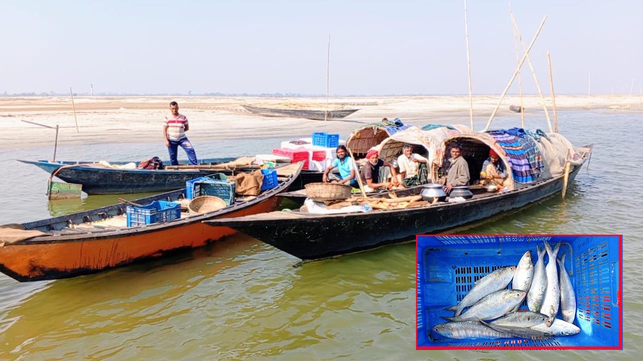 নিষেধাজ্ঞার মধ্যেও পদ্মার চরে ইলিশের বাজার
