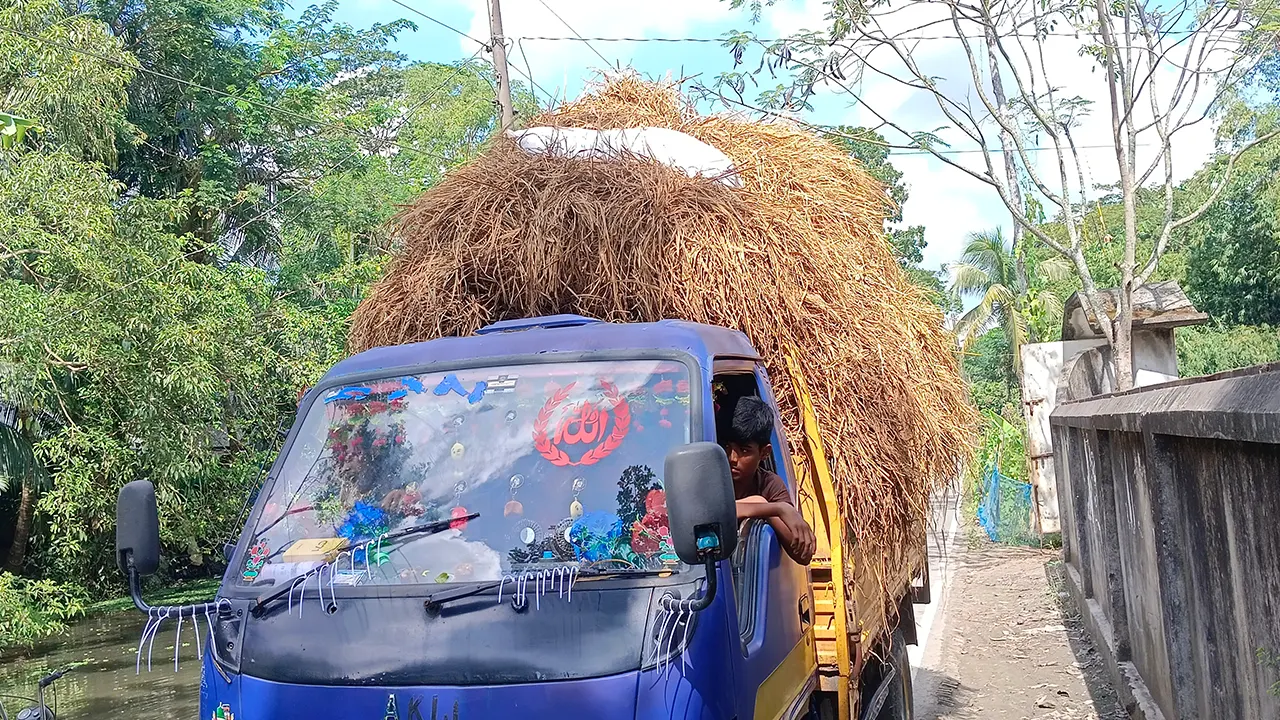 মনোহরগঞ্জে গবাদি পশুর খাদ্য সংকট, বিপাকে খামারিরা