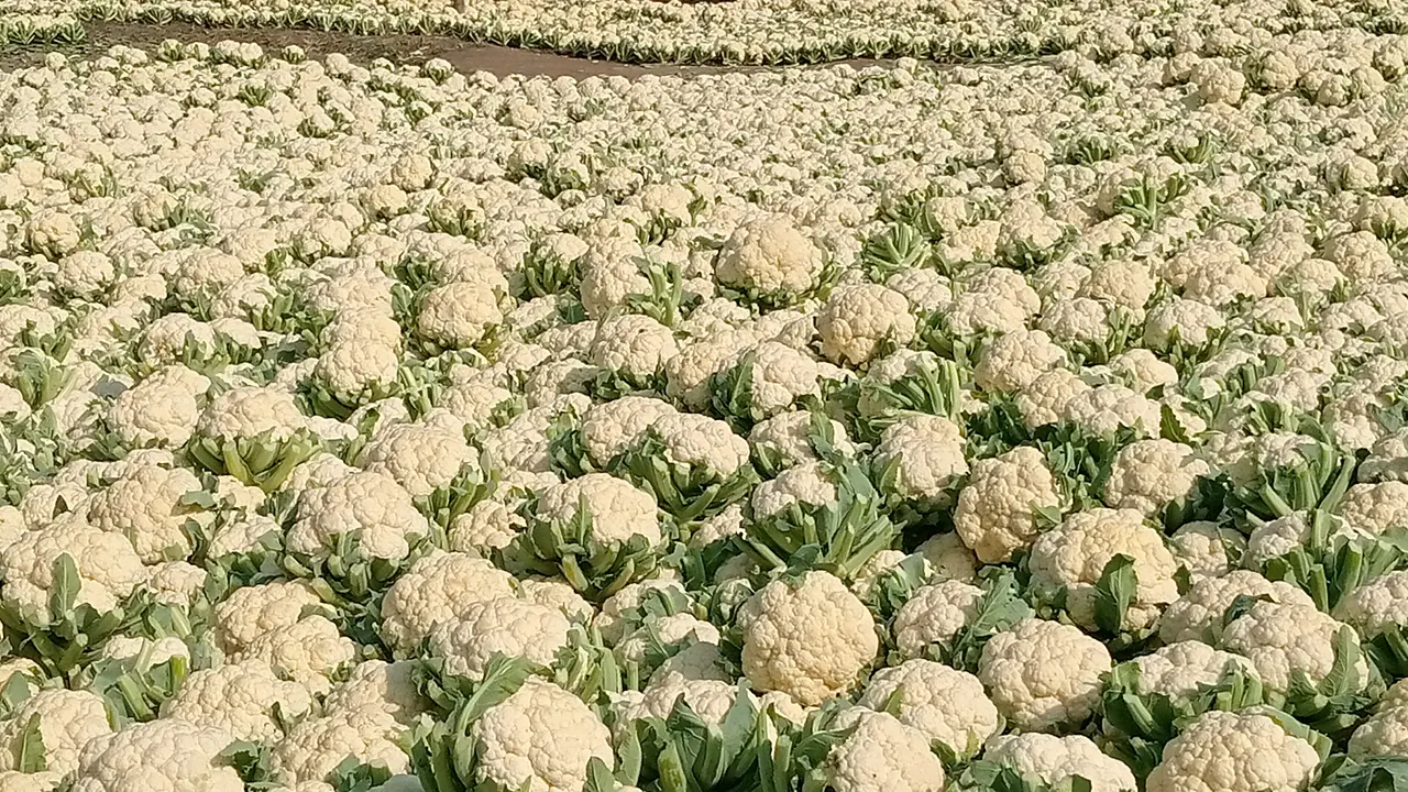 বগুড়ার শিবগঞ্জে ফুলকপির কেজি দেড় টাকা