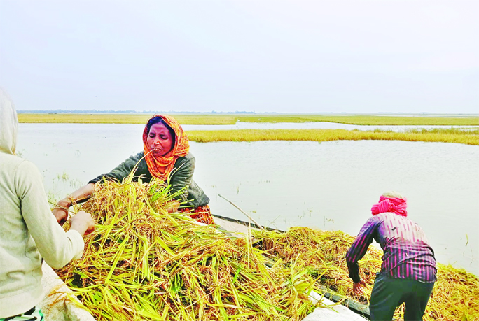 বাংলাদেশে ভারী বৃষ্টিতে হুমকির মুখে ধানের ফলন