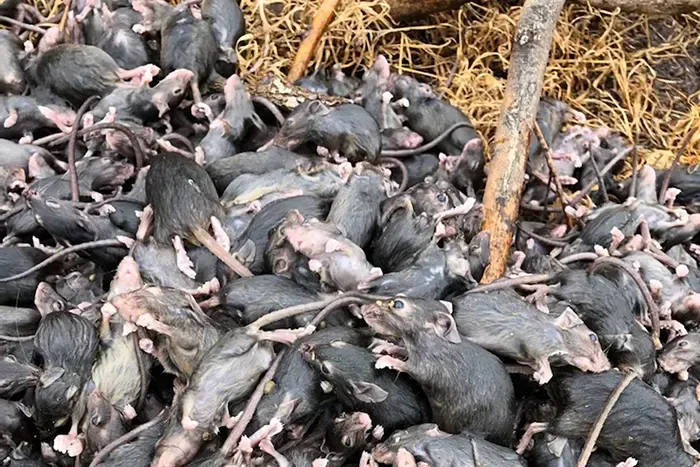 ইঁদুরের যন্ত্রণায় অতিষ্ঠ অস্ট্রেলিয়া